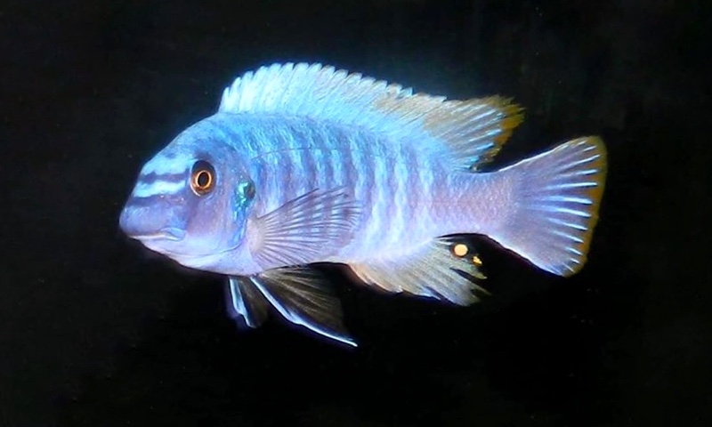 Labeotropheus trewavasae 'Linganjala Reef'